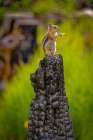 USA-Colorado-Cameron Pass Golden-mantled ground squirrel eating on burned stump Art Print
